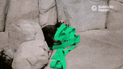Sea Otter GIF by Monterey Bay Aquarium