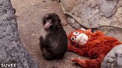 Baby Japan GIF