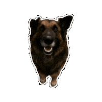 Happy Good Boy Sticker