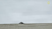 nat geo bird GIF by National Geographic Channel