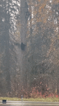 Bears Climb Tree at Montana Property
