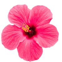flower hibiscus Sticker by PURELEI GmbH