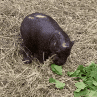 Pygmy Hippo Eating GIF by John Ball Zoo