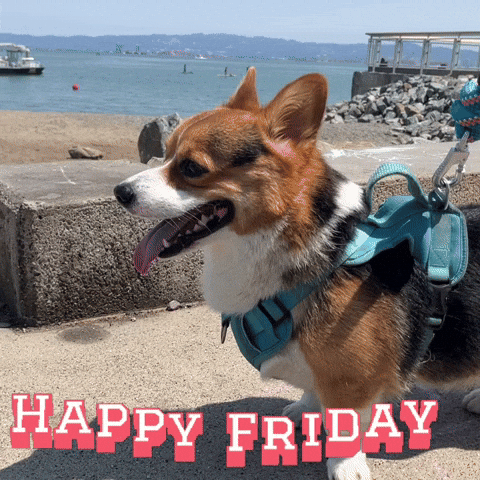 Corgi Happy Friday GIF