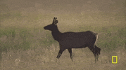 yellowstone GIF by National Geographic Channel