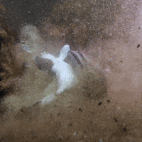 Pyjama Sharks Mating