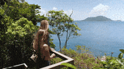 ExperienceCo tropical adventure time explore tropics GIF