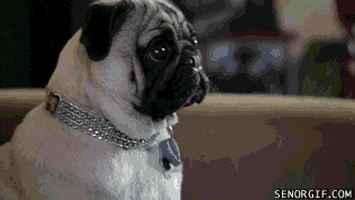 funny dog GIF by Cheezburger