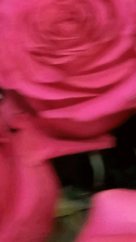 Simongip giphyupload GIF