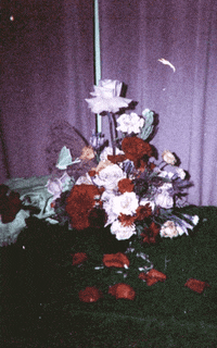 botan_flowers  GIF