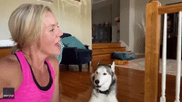 What's Going On? Husky Sings 4 Non Blondes Duet With Owner