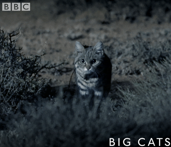 kitten bbcbigcats GIF by BBC