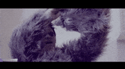 brendon urie fob GIF by Fall Out Boy