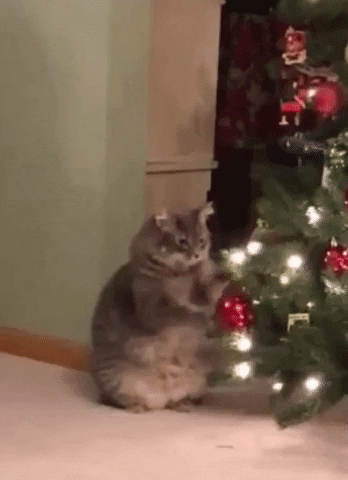 primulax giphyupload GIF
