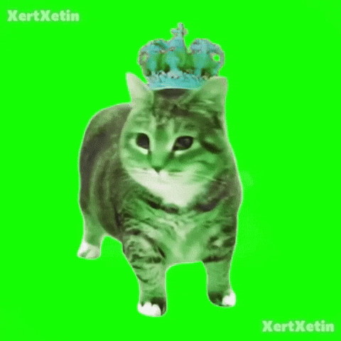 XertXetin giphyupload catwalk spinning cat oiia GIF