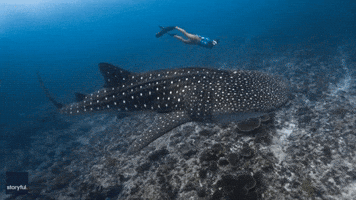 Tour Company Captures Close Encounter Between Diver and Whale Shark in Maldives