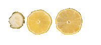 alexandermittermiller summer jump fruit lemon Sticker