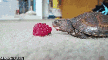 turtle raspberry GIF by Cheezburger