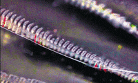 plankton GIF by Caitlin Burns