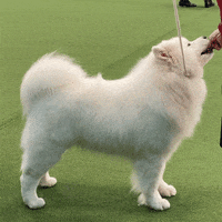 Dog Show GIF by Westminster Kennel Club