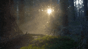 photography smoke GIF by Living Stills