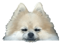 Dog Hello Sticker by Munjo Munjo