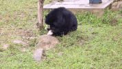 moon bear christmas GIF