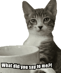 marisanelson cat cats marisanelson whoareyoulookingat Sticker