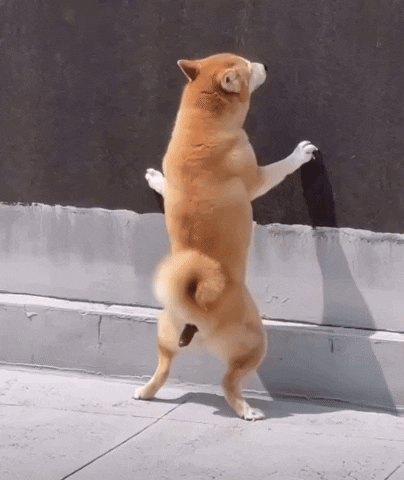 Shiba Inu Dogs GIF by Hot Head Candles