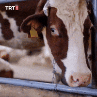 Eyes What GIF by TRT