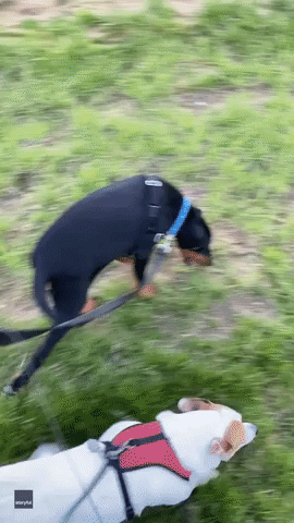 Walkies Proves a Very Up and Down Experience for Narcoleptic Puppy