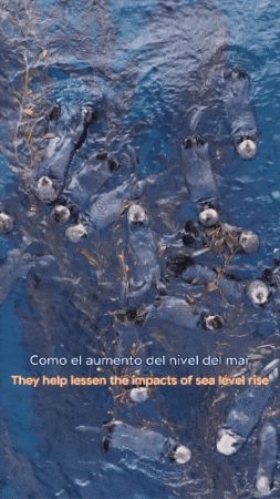 Floating Sea Otters GIF by Monterey Bay Aquarium