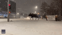 'Just a Normal Day in Alaska': Snow-Covered Moose Merges With Anchorage Traffic