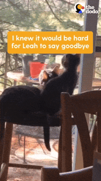 Cat GIF by The Dodo