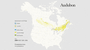 philadelphia vireo GIF by audubon