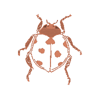 Illustration Ladybug Sticker
