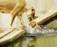 lion GIF