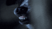 scared paranormal witness GIF by SYFY