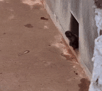 Japan Monkey GIF
