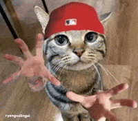Limp Bizkit Cats GIF