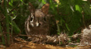 elephant shrew x GIF by Head Like an Orange