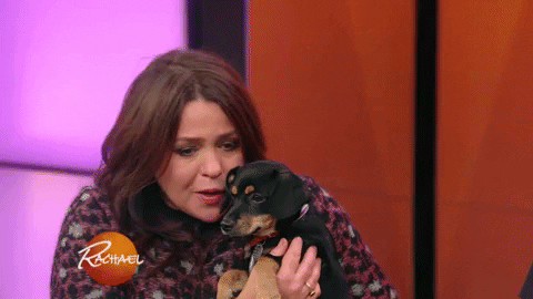 adopt puerto rico GIF by Rachael Ray Show