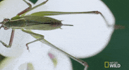 worldâs deadliest GIF by Nat Geo Wild 