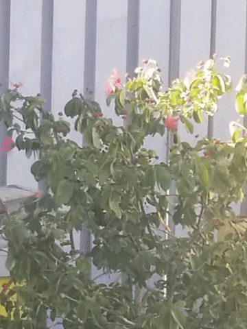 bees nectar GIF