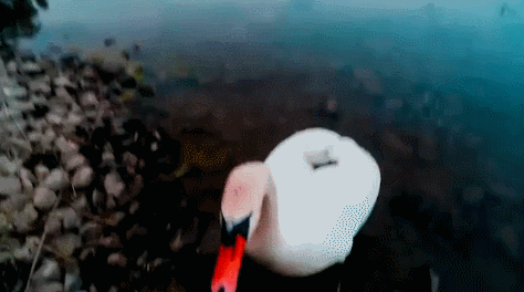 hand swan GIF
