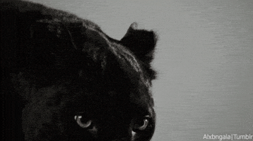 Cat Leopard GIF