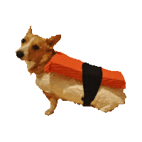 sushi corgi STICKER by imoji