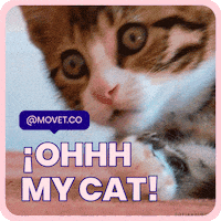 Movet cat cats surprise pet GIF