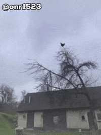 Shocked Scream GIF