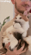 Cute Cat Grooms Its Tail GIF by ViralHog